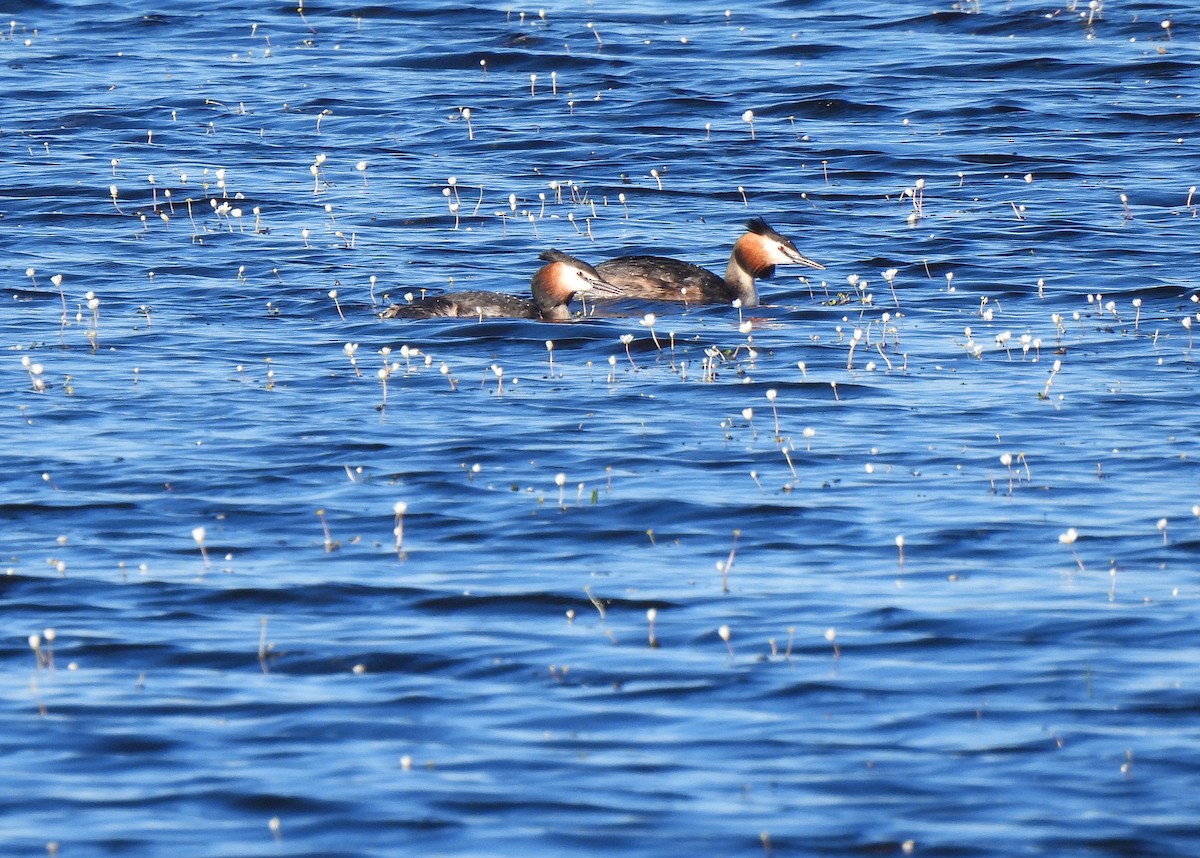 Great Crested Grebe - ML618766290