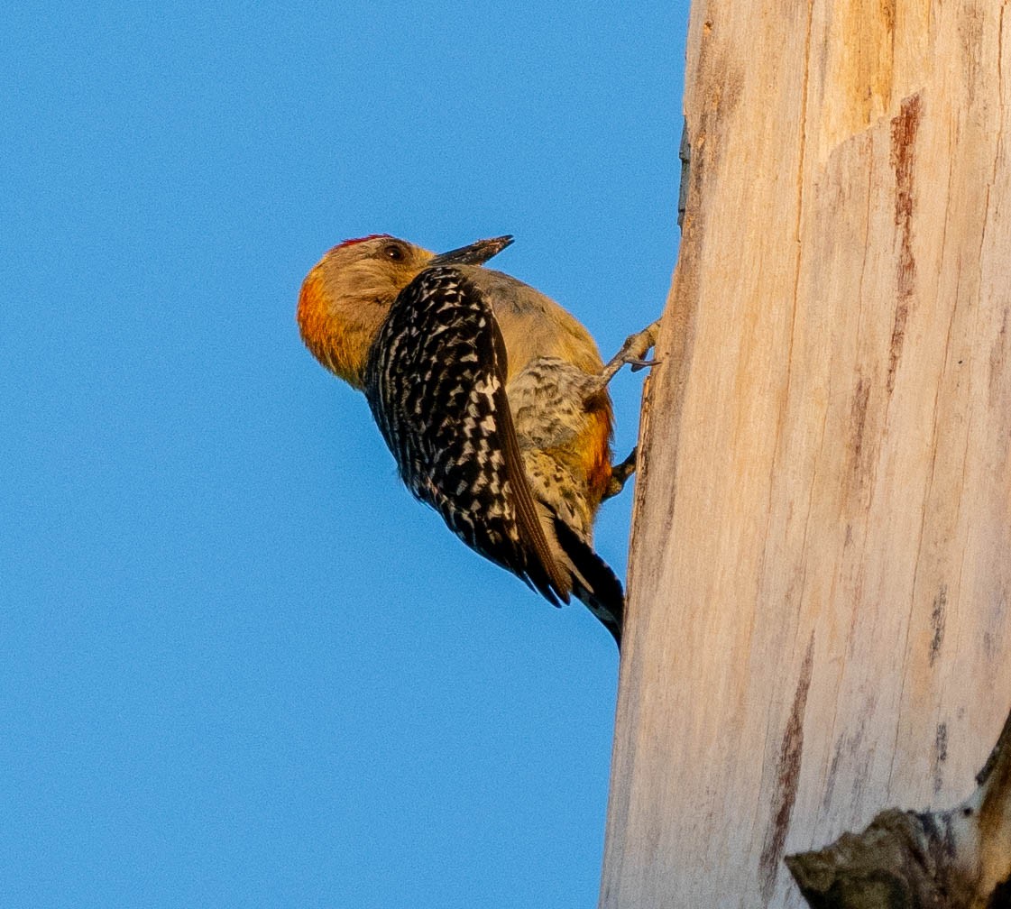 Red-crowned Woodpecker - ML618766300