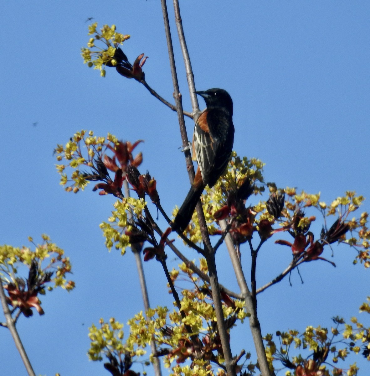 Orchard Oriole - ML618766327