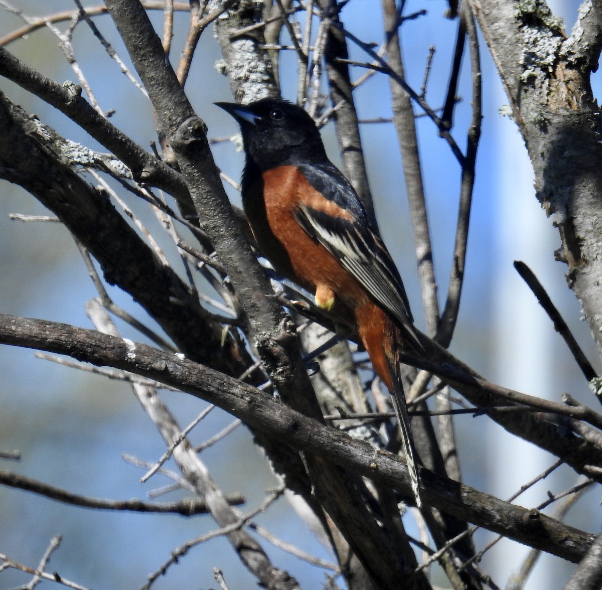 Orchard Oriole - ML618766328