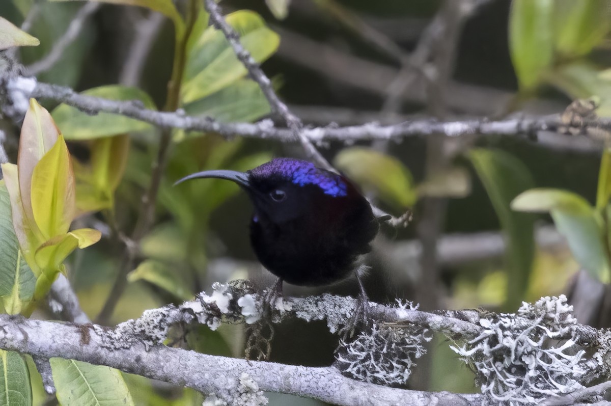 Black-throated Sunbird - Robert Lewis