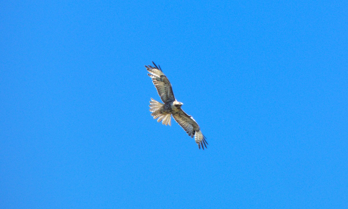 Red-tailed Hawk - ML618766345