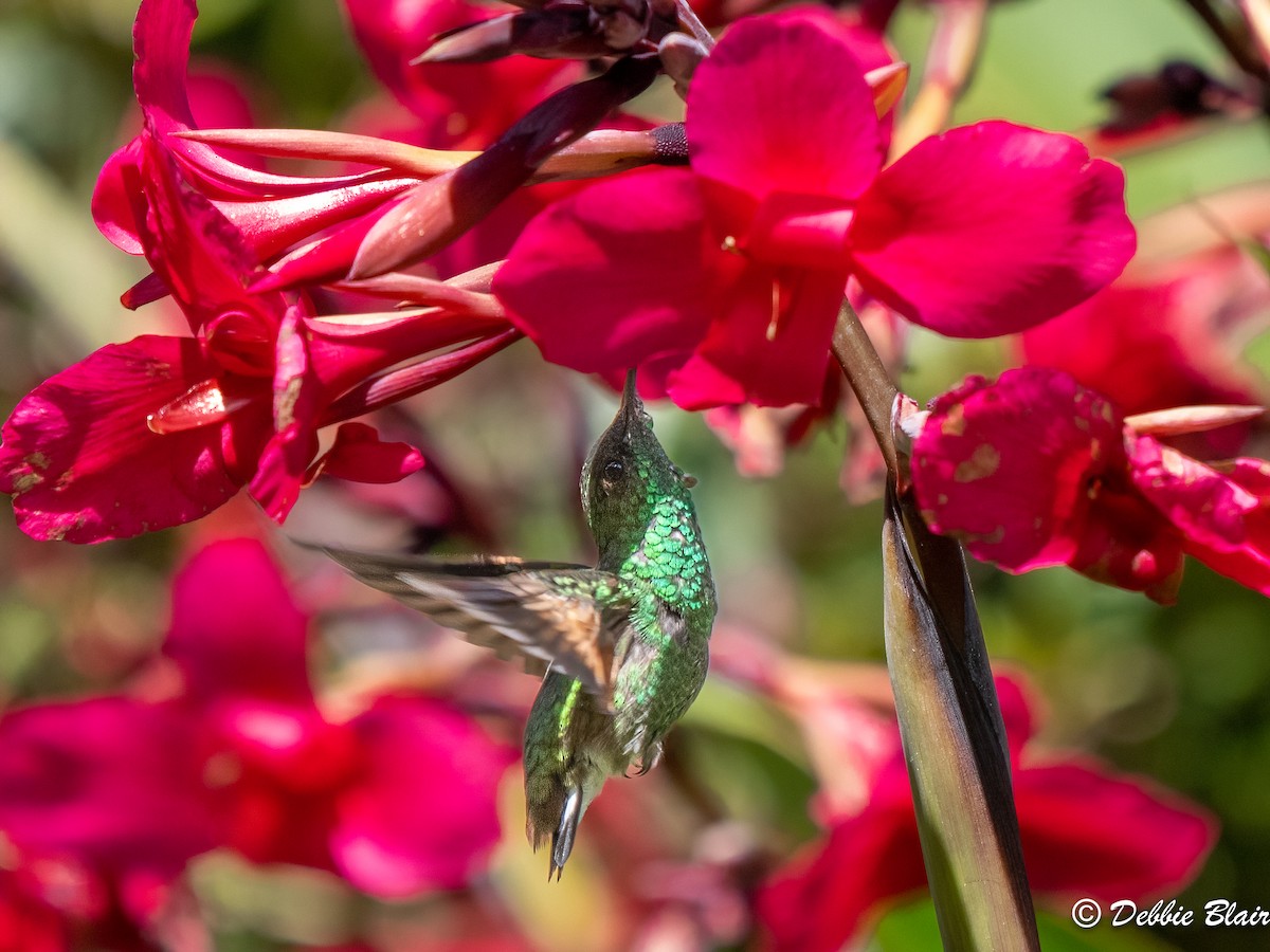 Stripe-tailed Hummingbird - ML618766348