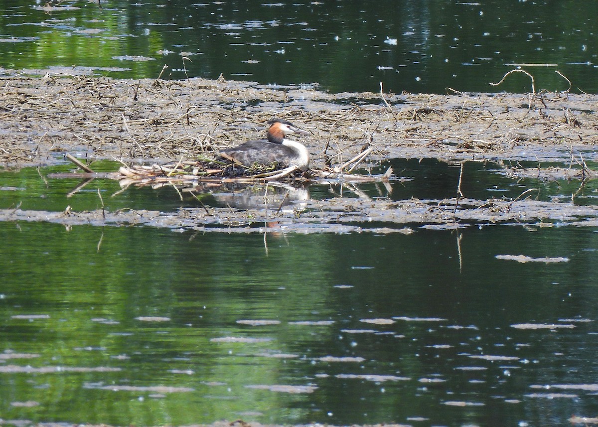 Great Crested Grebe - ML618766368