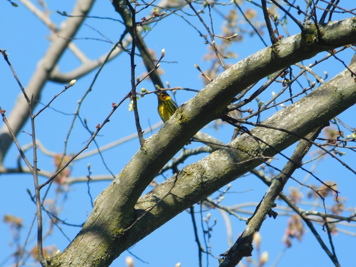 Cape May Warbler - ML618766384