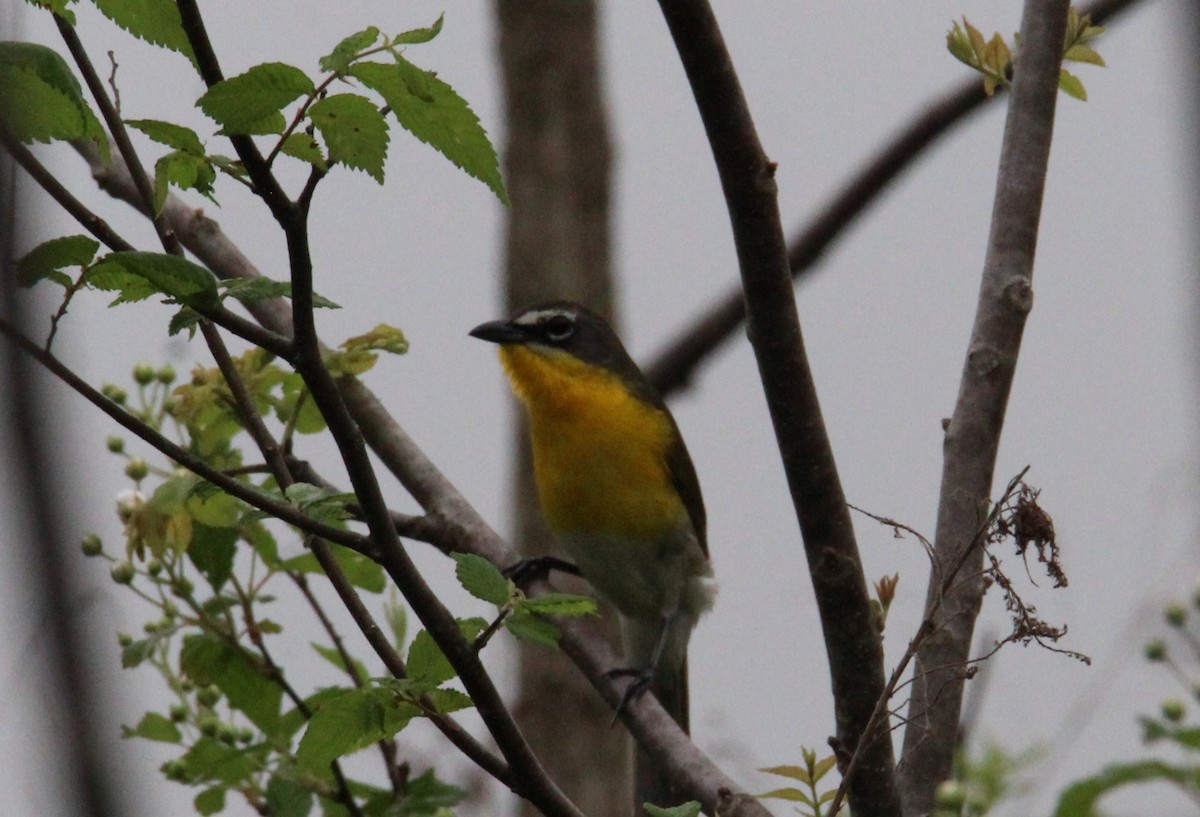 Yellow-breasted Chat - ML618766387