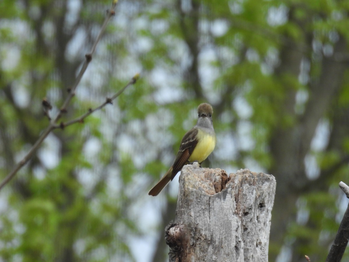 Great Crested Flycatcher - ML618766394