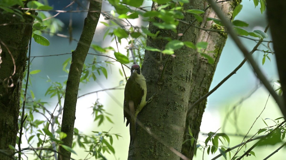 Eurasian Green Woodpecker - ML618766408