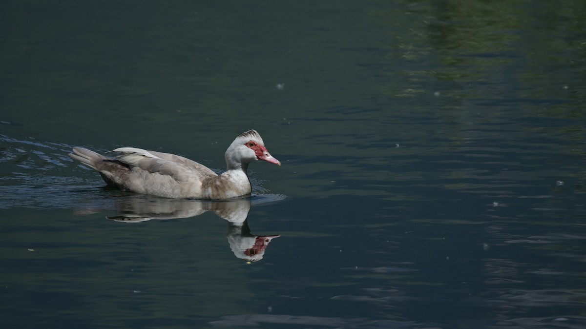 Muscovy Duck (Domestic type) - Roberto Lupi