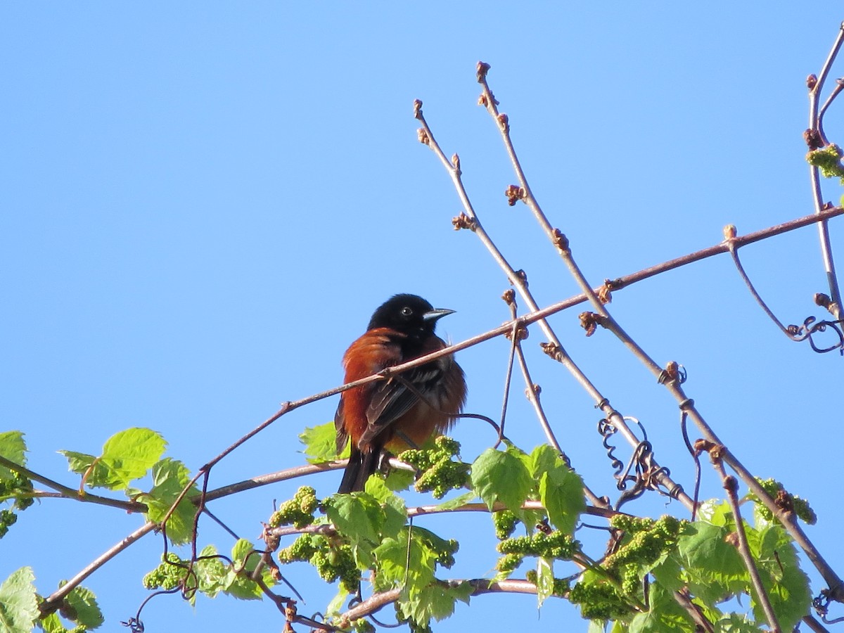 Orchard Oriole - ML618766464
