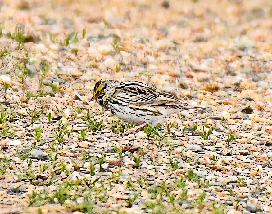 Savannah Sparrow - ML618766466