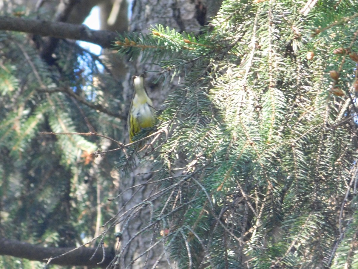 Cape May Warbler - ML618766467