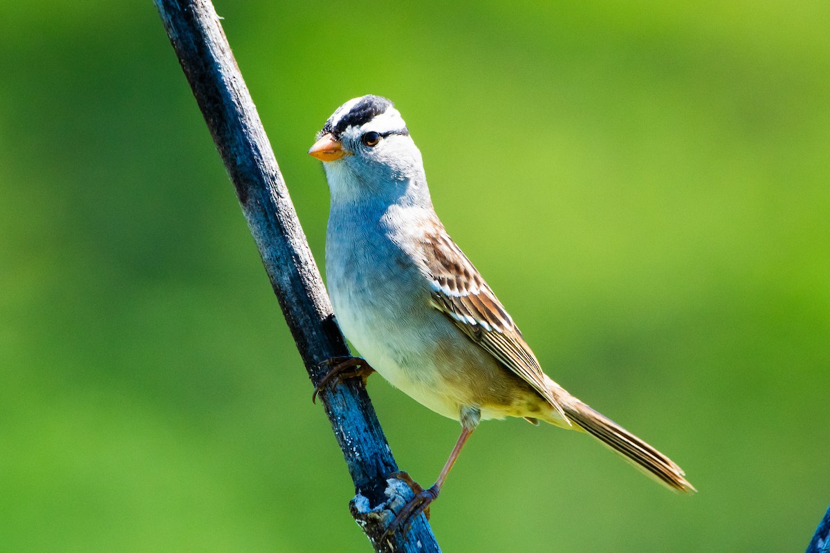White-crowned Sparrow - ML618766472