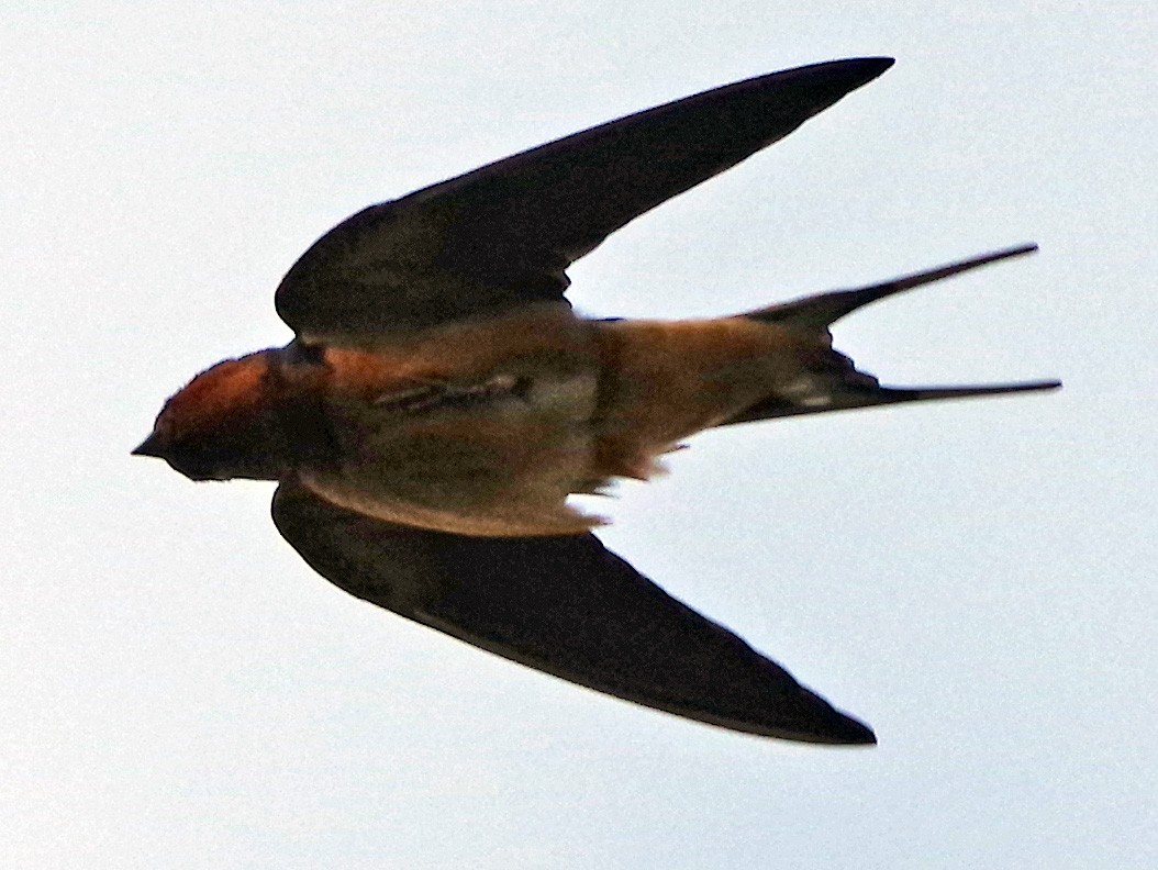 Barn Swallow (American) - ML618766477