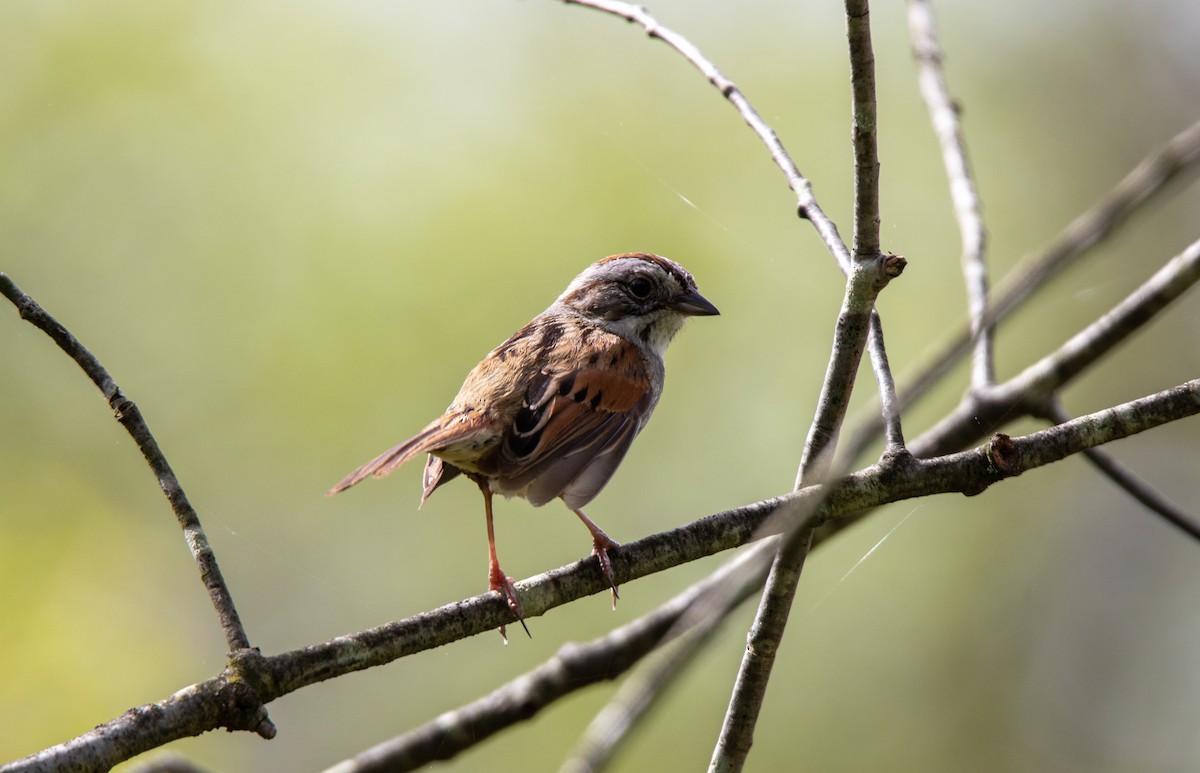 Swamp Sparrow - ML618766552