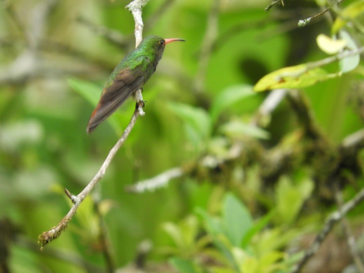 Rufous-tailed Hummingbird - ML618766578