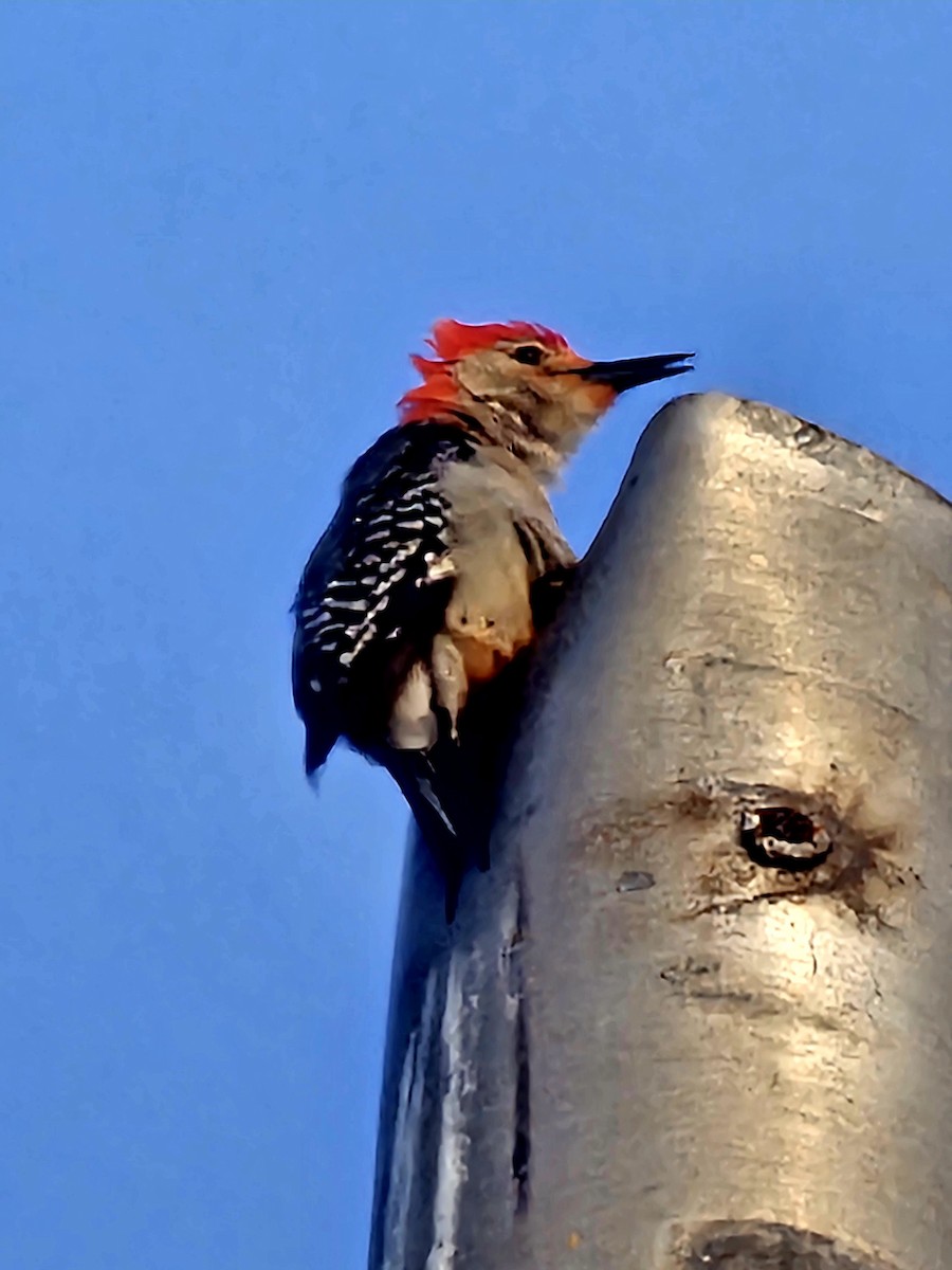 Red-bellied Woodpecker - ML618766582