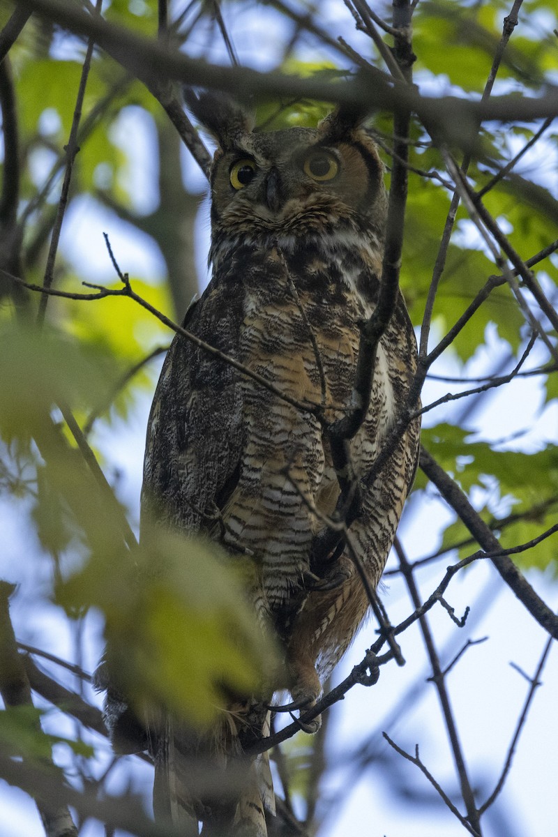 Great Horned Owl - ML618766612