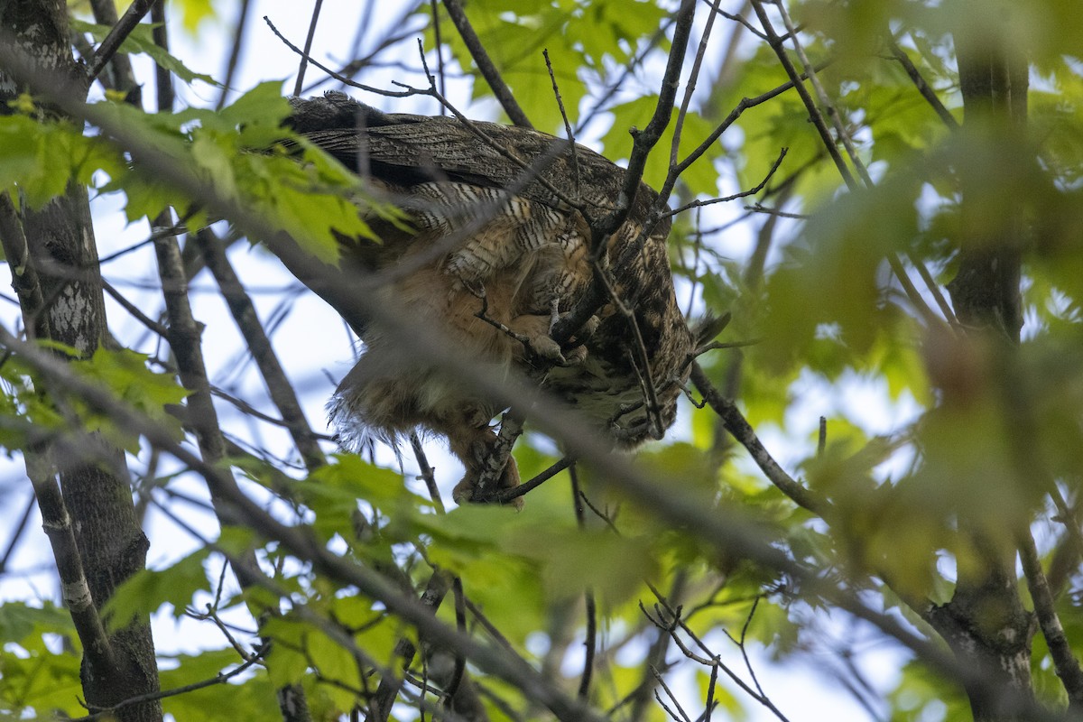 Great Horned Owl - Ed kendall
