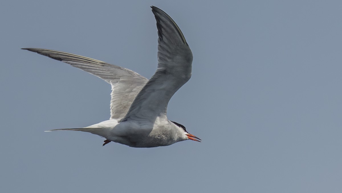 Common Tern - Francisco Pires