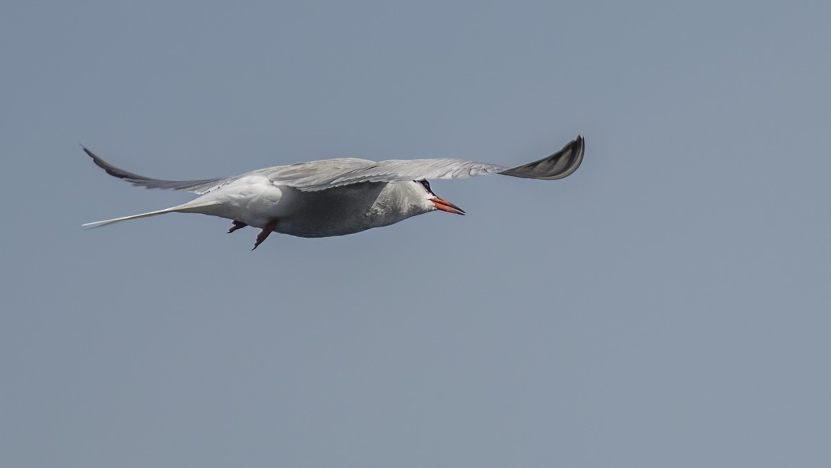 Common Tern - ML618766681