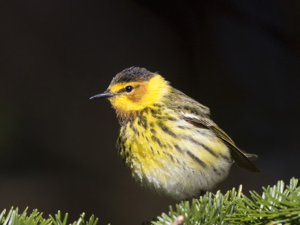 Cape May Warbler - ML618766685