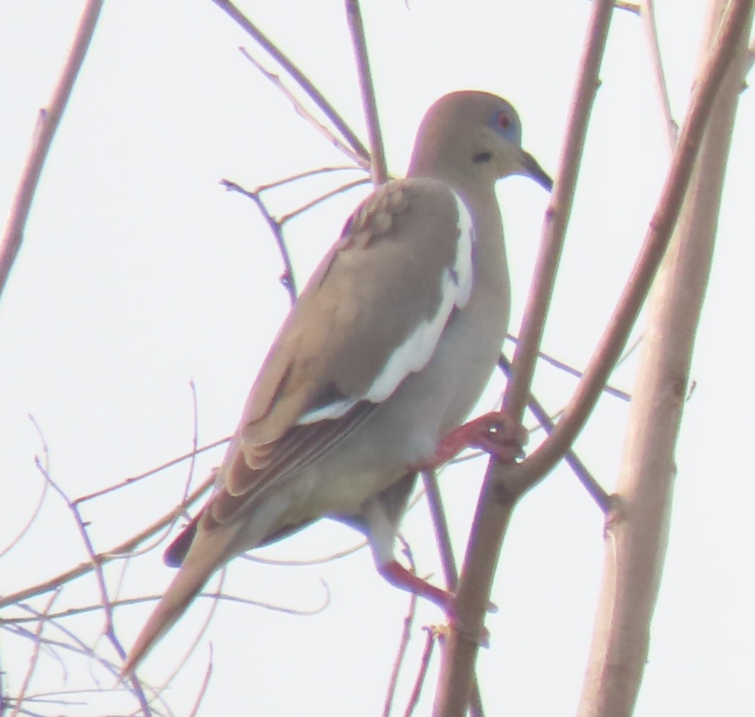 White-winged Dove - ML618766689