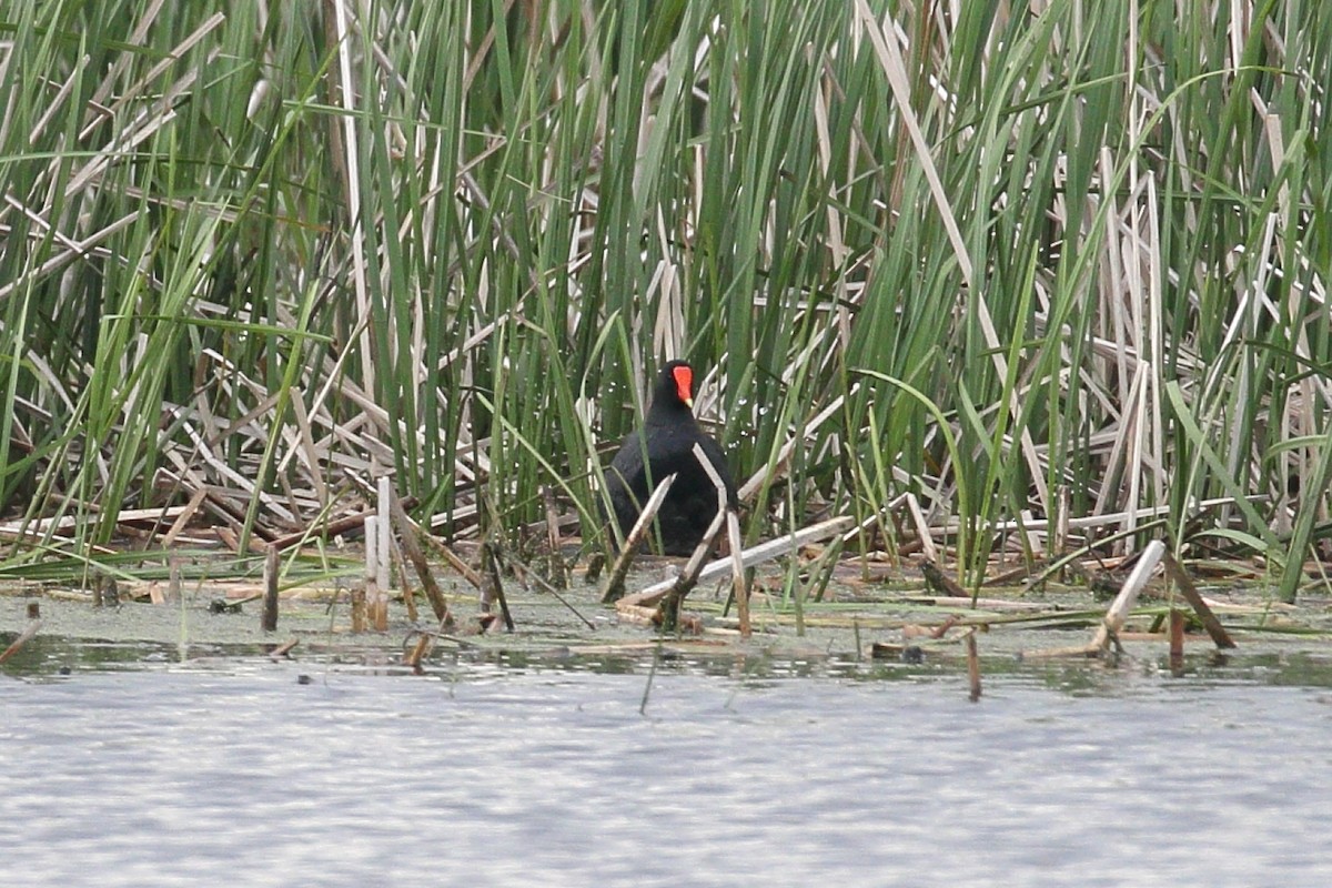 Common Gallinule - Tom Stayancho