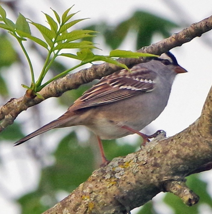 White-crowned Sparrow - ML618766768
