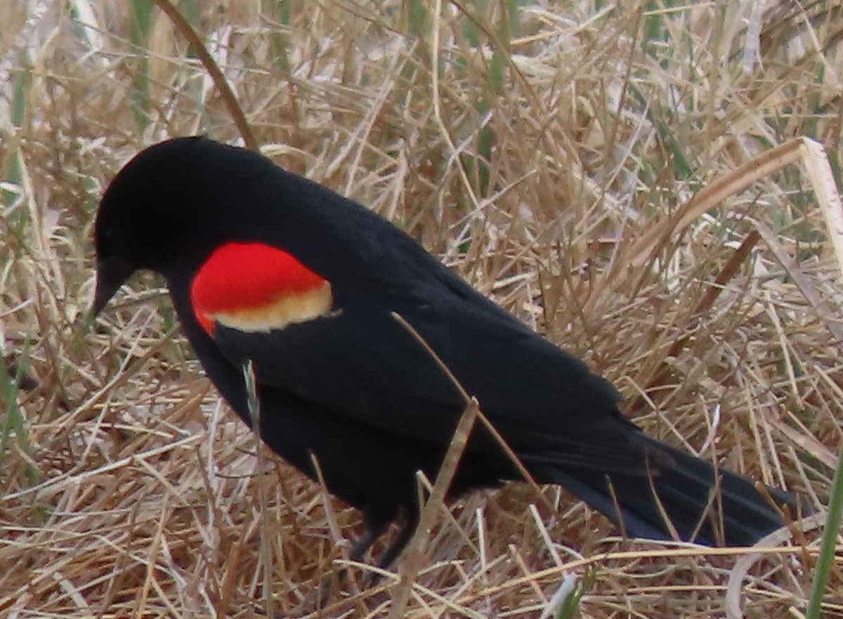 Red-winged Blackbird - ML618766769