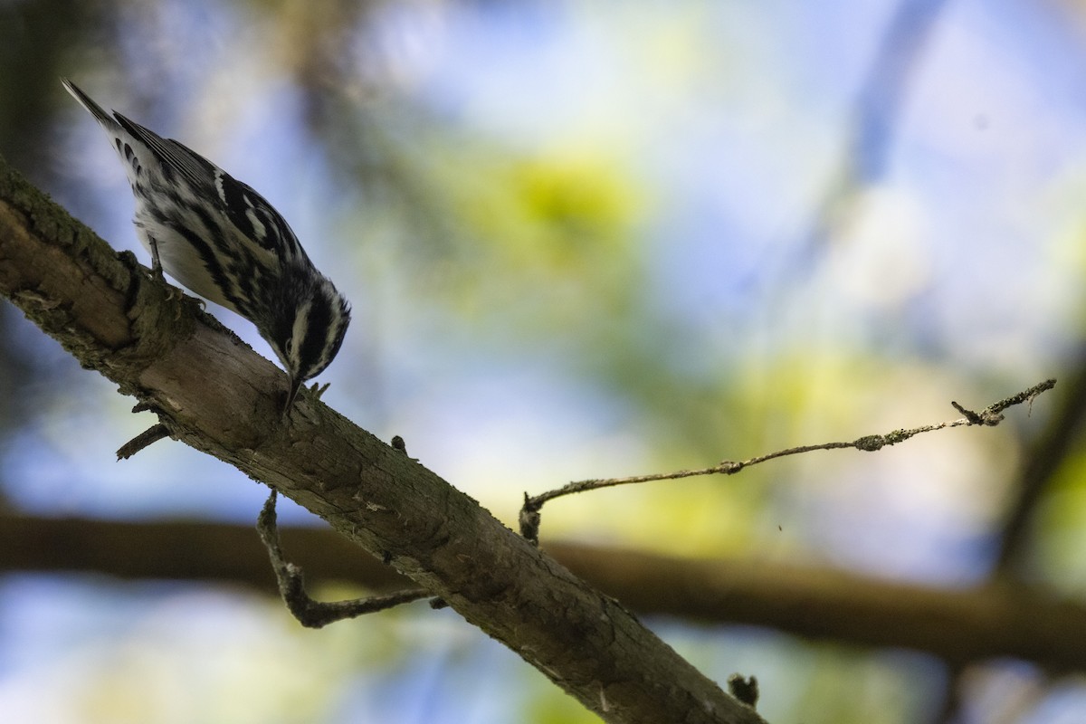 Black-and-white Warbler - ML618766772