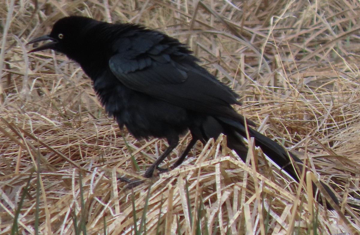 Great-tailed Grackle - ML618766782