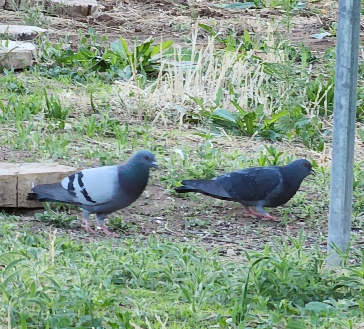 Rock Pigeon (Feral Pigeon) - ML618766797