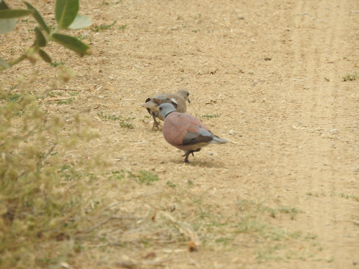 Red Collared-Dove - ML618766818