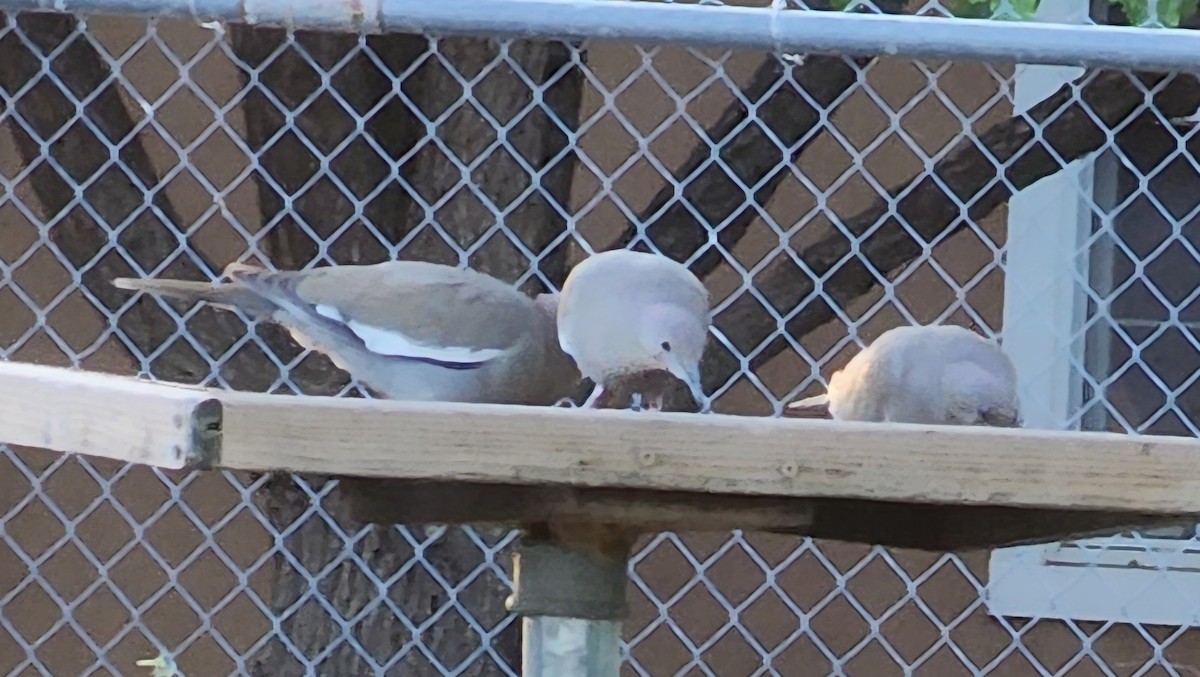White-winged Dove - ML618766830