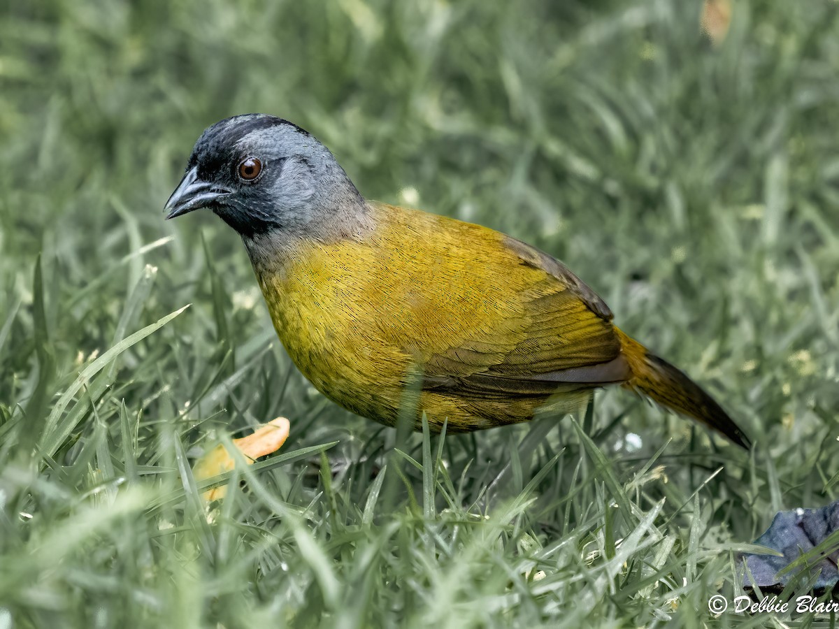 Large-footed Finch - ML618766837