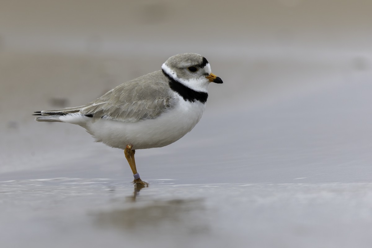 Piping Plover - ML618766847