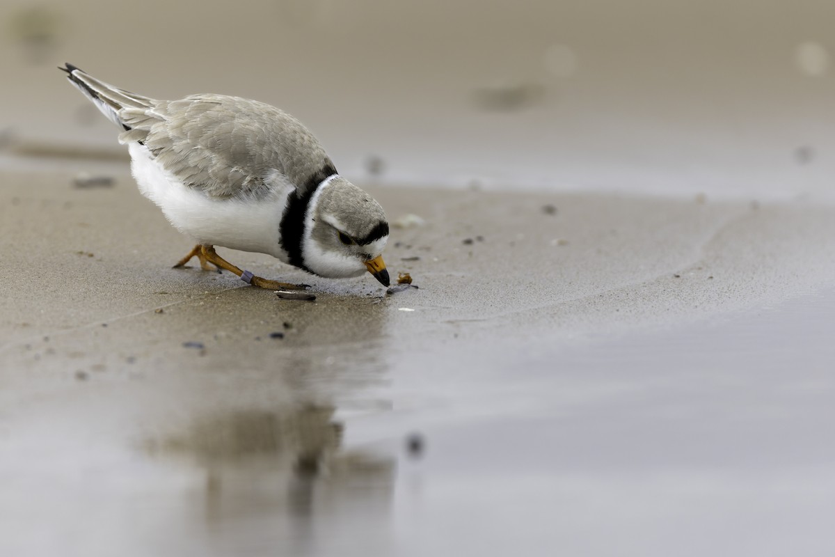 Piping Plover - ML618766849