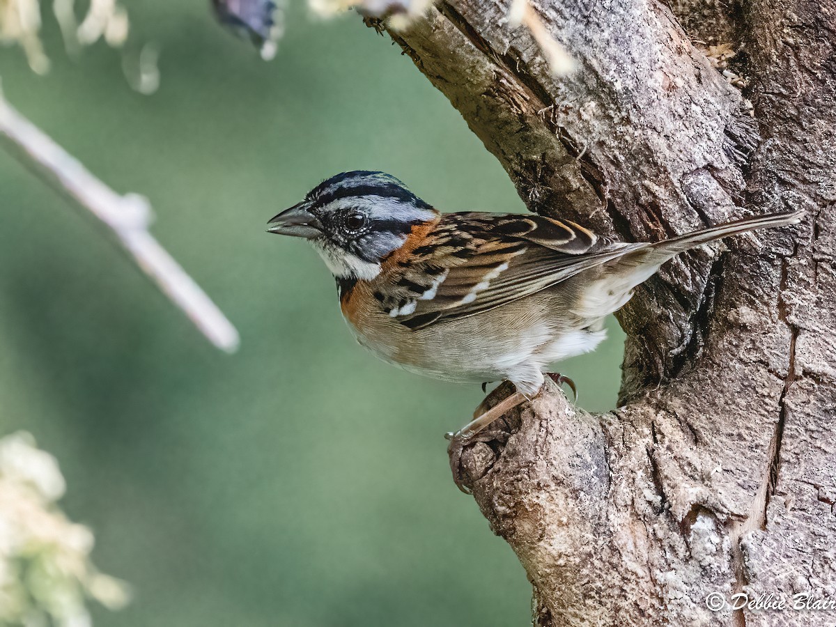 Rufous-collared Sparrow - ML618766892