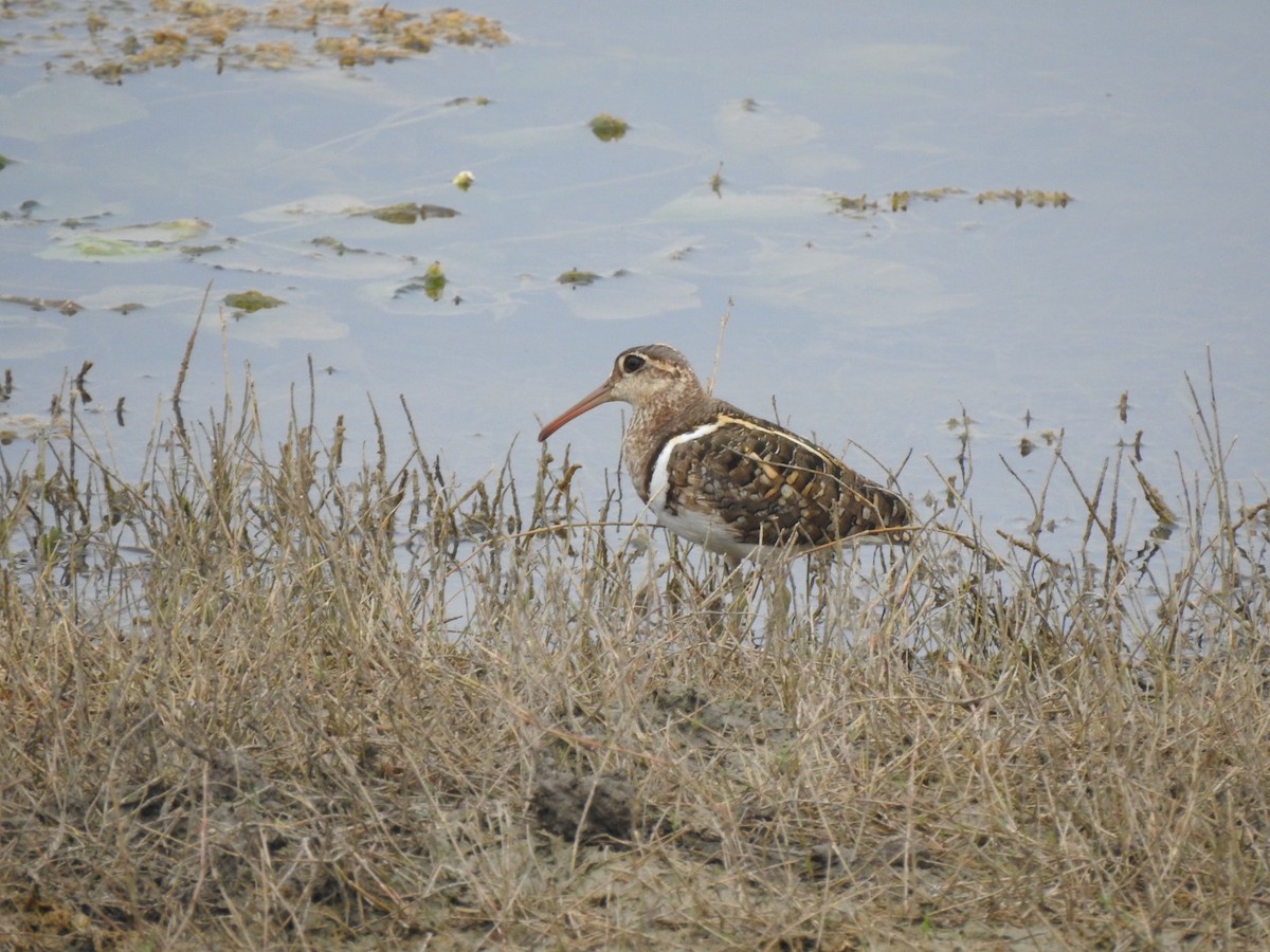Greater Painted-Snipe - ML618766895