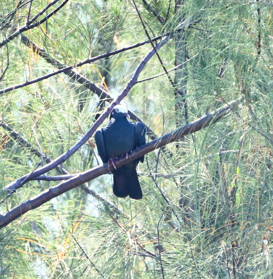 White-crowned Pigeon - ML618766970