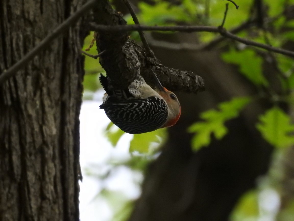 Red-bellied Woodpecker - ML618766986