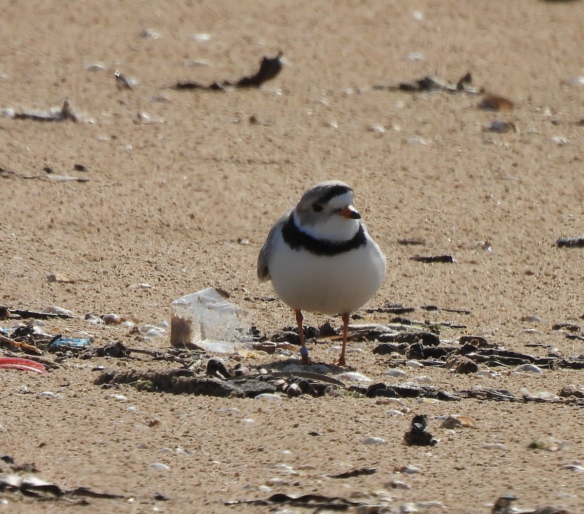 Piping Plover - ML618767005