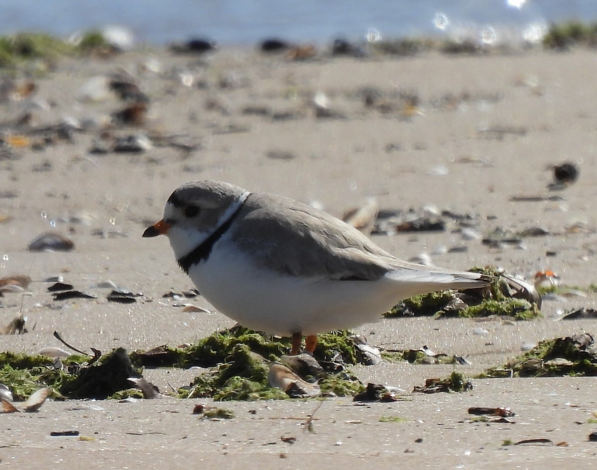 Piping Plover - ML618767007