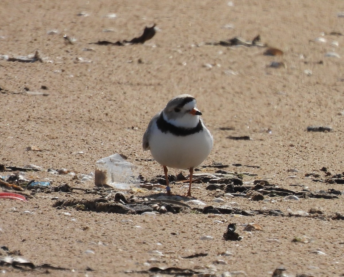 Piping Plover - ML618767008