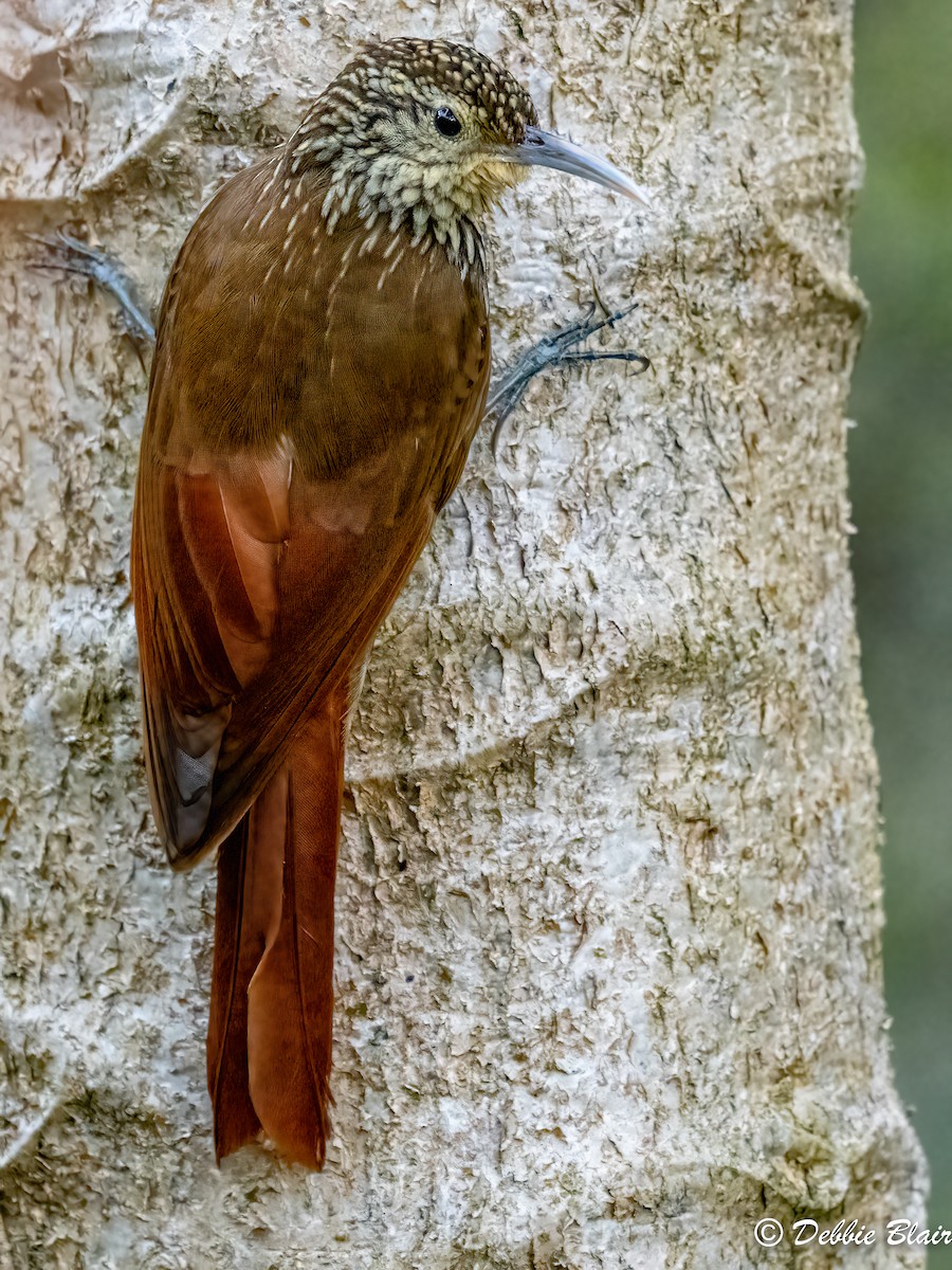 Spot-crowned Woodcreeper - ML618767017
