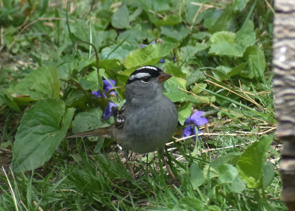 White-crowned Sparrow - ML618767043