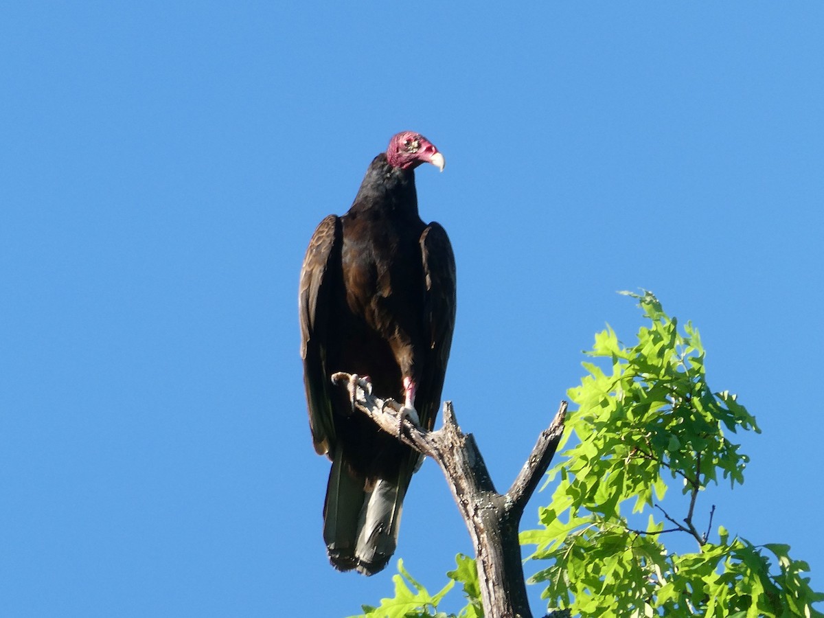 Turkey Vulture - ML618767047