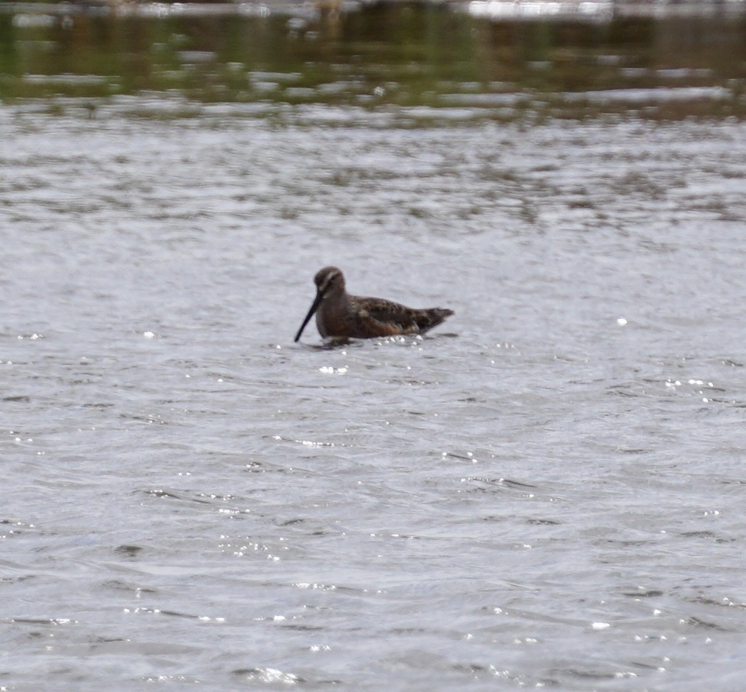 Long-billed Dowitcher - ML618767053