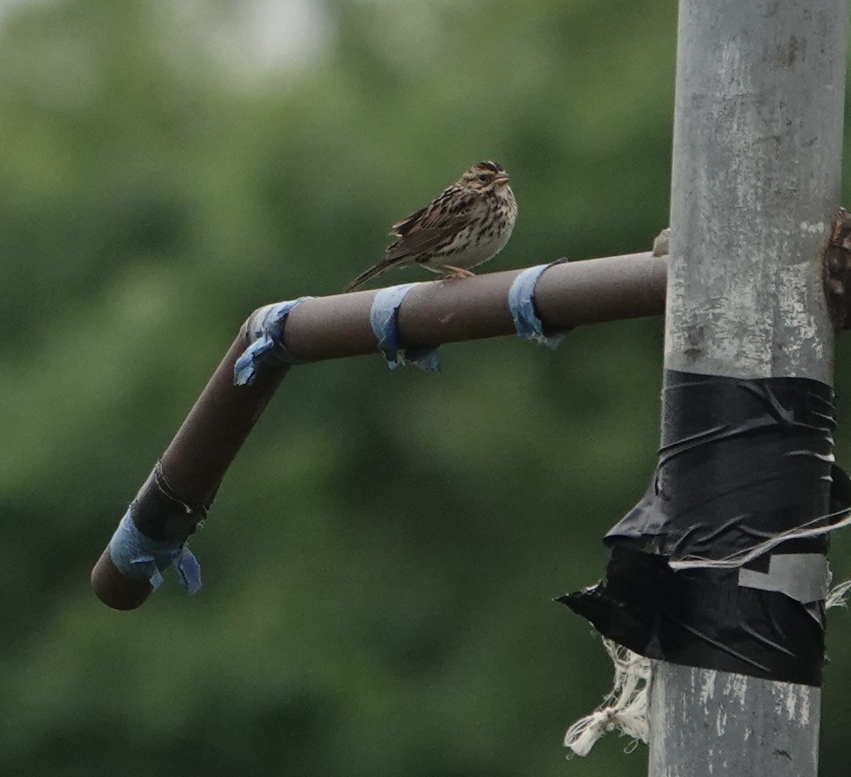 Savannah Sparrow - ML618767068